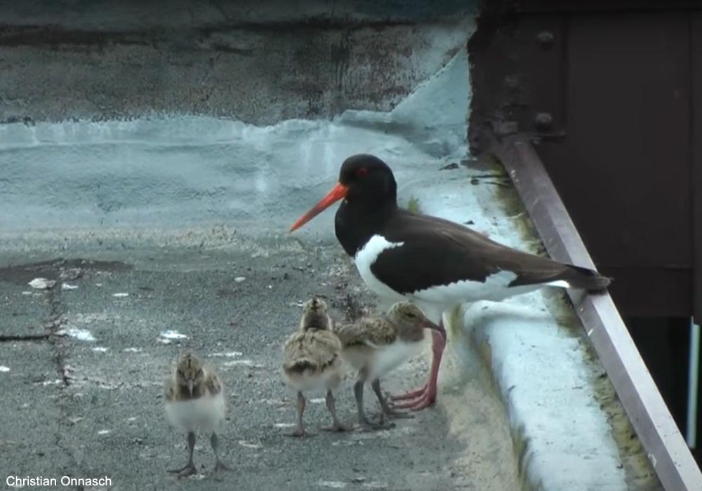 Huîtrier pie (Haematopus ostralegus) et ses petits