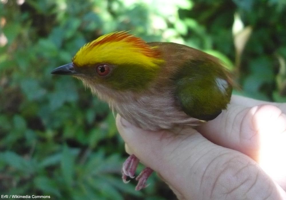 Manakin tête-de-feu (Machaeropterus pyrocephalus) mâle