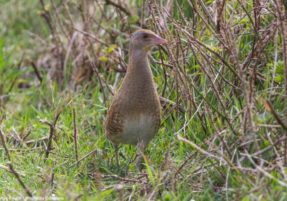 Râle des genêts (Crex crex)