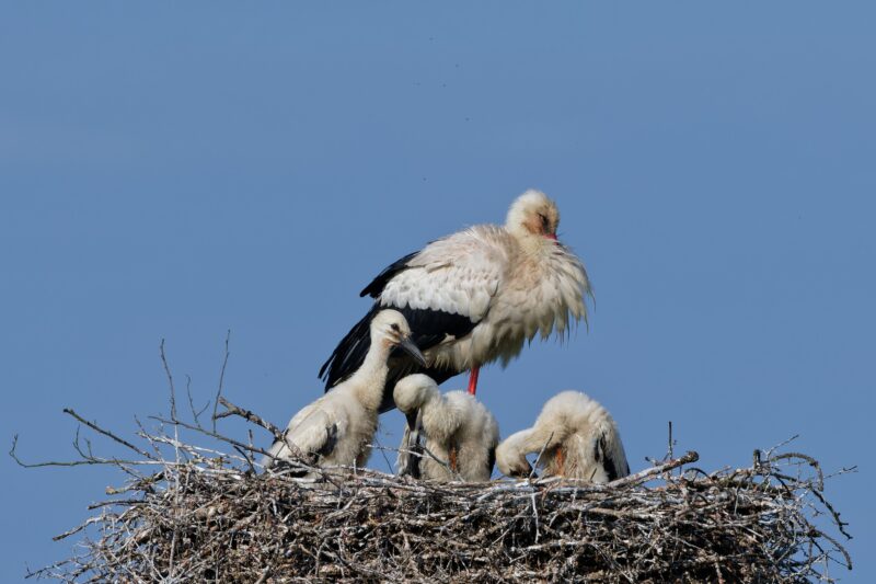 Cigogne blanche et ses petits