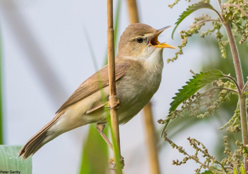 Rousserolle des buissons (Acrocephalus dumetorum)