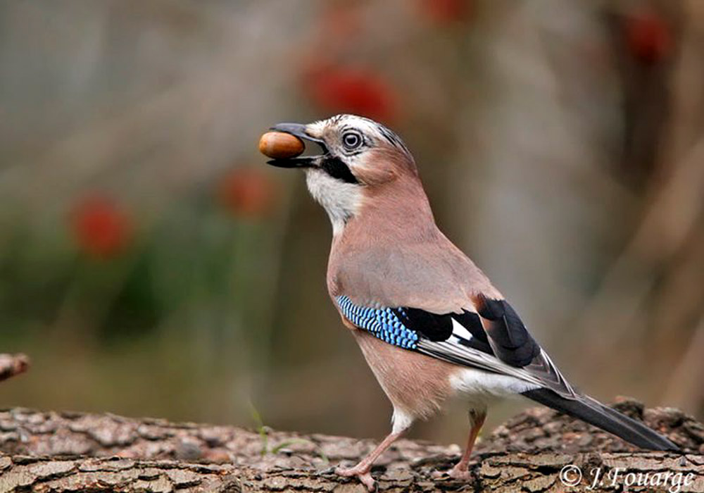 Geai des chênes (Garrulus glandarius)