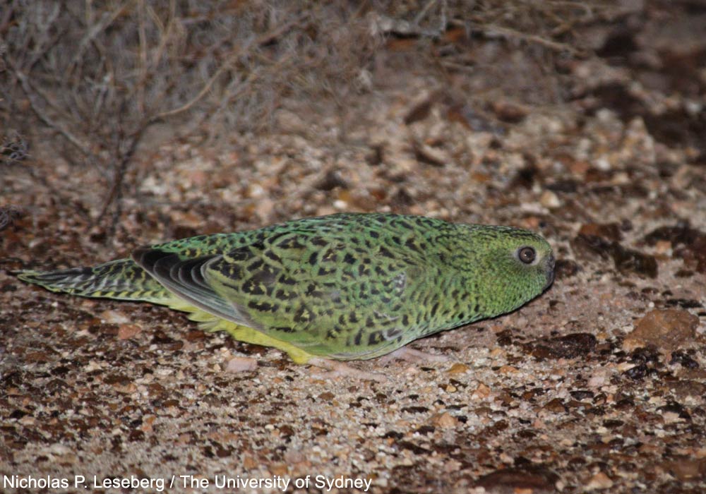 Perruche (ou Géopsitte) nocturne (Pezoporus occidentalis)
