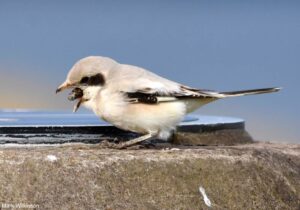 Pie-grièche des steppes (Lanius excubitor pallidirostris) de premier hiver