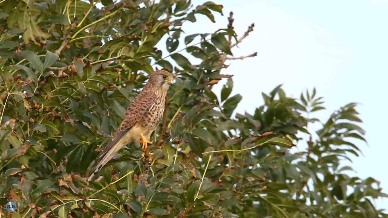 Faucon crécerelle à l&rsquo;affût
