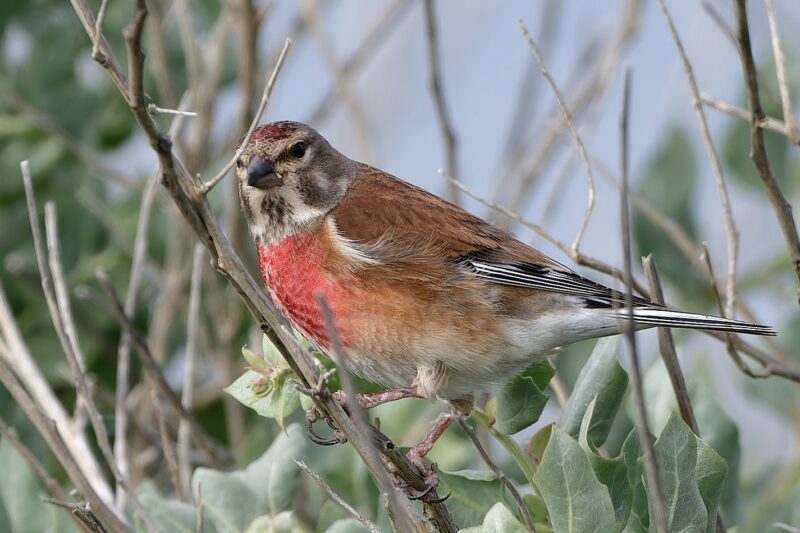 Linotte mélodieuse mâle