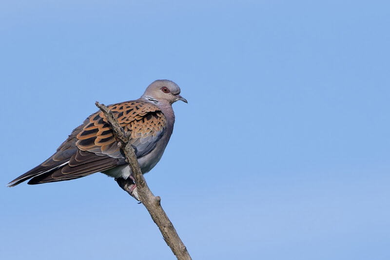 Tourterelle des bois