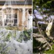Les toiles d’araignées décoratives d’Halloween peuvent être dangereuses pour les oiseaux des jardins