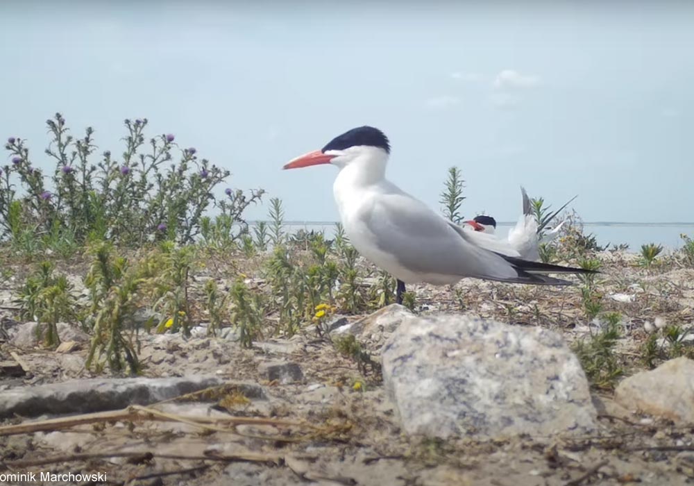 Couple de Sternes caspiennes (Hydroprogne caspia)