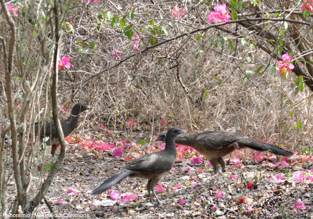 Ortalides chacamels (Ortalis vetula)