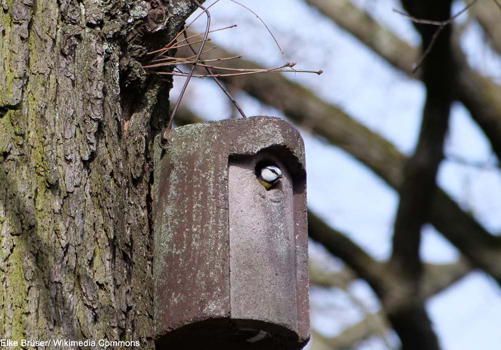 Mésange bleue (Cyanistes caeruleus) dans un nichoir en béton de bois