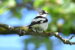 1-Gobemouche à collier | Ficedula albicollis | Collared Flycatcher