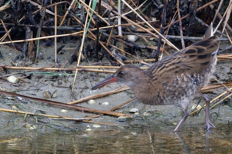 Râle d&rsquo;eau en Normandie