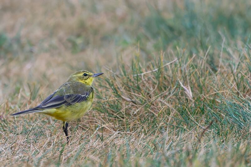 Bergeronnette flavéole en baie des Veys