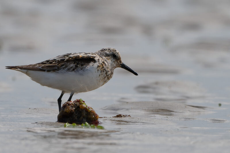 Bécasseau sanderling dans la Manche