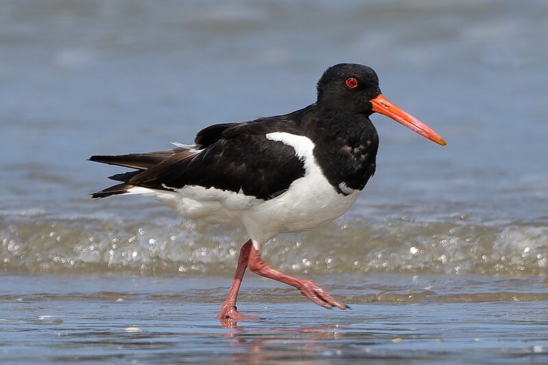 Huîtrier pie à Utah Beach