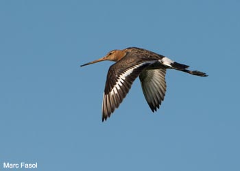 Barge à queue noire (Limosa limosa) Barge à queue noire (Limosa limosa)