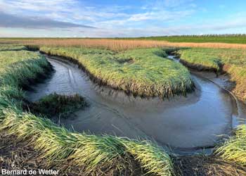 Chenal à marée basse dans le parc transfrontalier Groot Saeftinghe (Pays-Bas/Belgique) Chenal à marée basse dans le parc transfrontalier Groot Saeftinghe (Pays-Bas/Belgique)