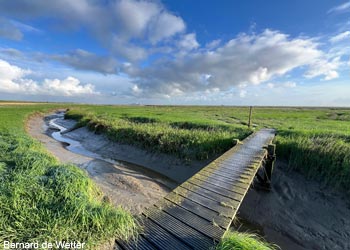 Prés salés dans le parc transfrontalier Groot Saeftinghe (Pays-Bas/Belgique) Prés salés dans le parc transfrontalier Groot Saeftinghe (Pays-Bas/Belgique)