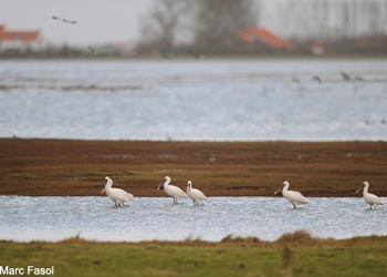 Spatules blanches (Platalea leucorodia) Spatules blanches (Platalea leucorodia)