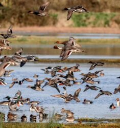 À tire d’aile, le festival des oiseaux migrateurs