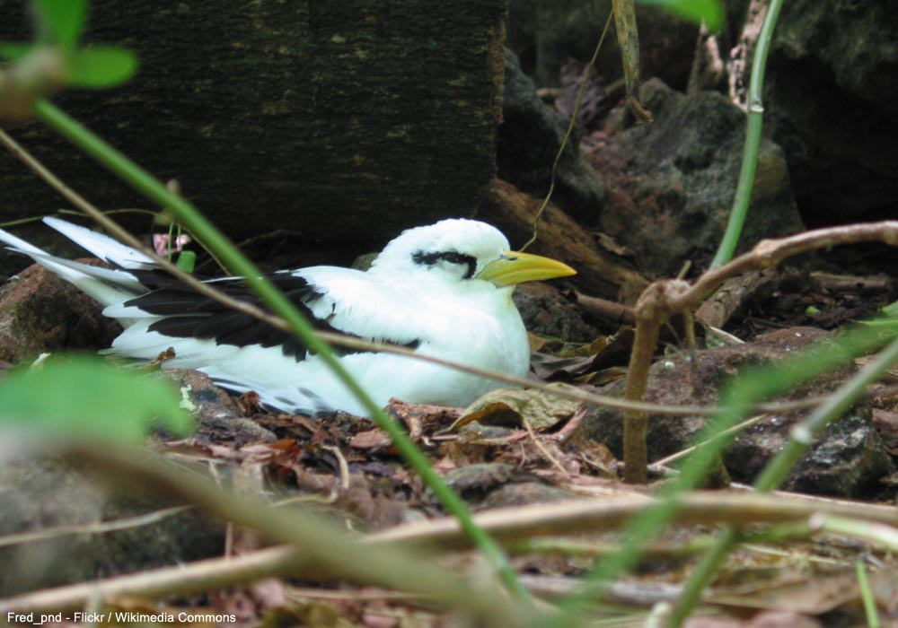 Phaéton à bec jaune (Phaethon lepturus) nicheur