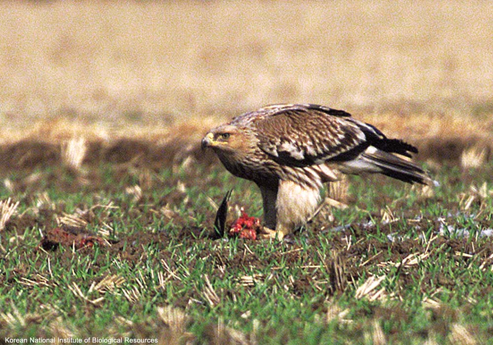 Aigle impérial (Aquila heliaca) de première année