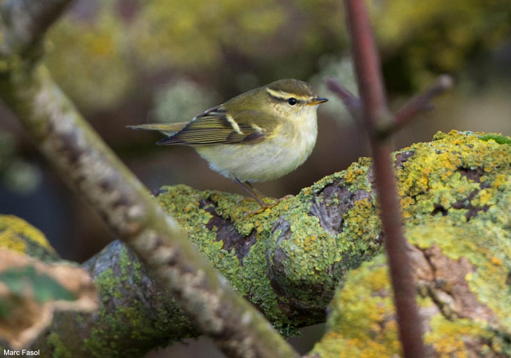 Pouillot à grands sourcils (Phylloscopus inornatus)