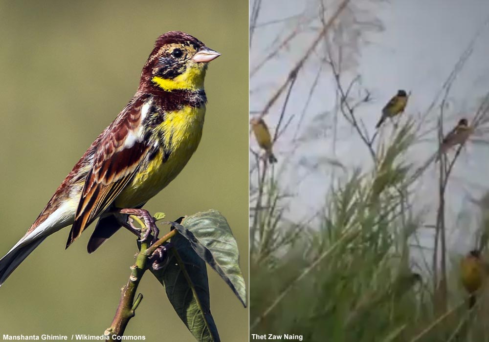 Bruant auréole (Emberiza aureola) mâle