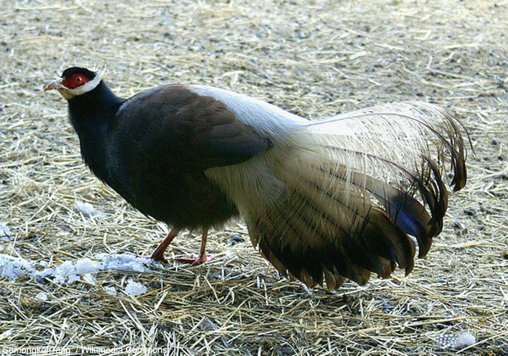 Hokki brun (Crossoptilon mantchuricum)