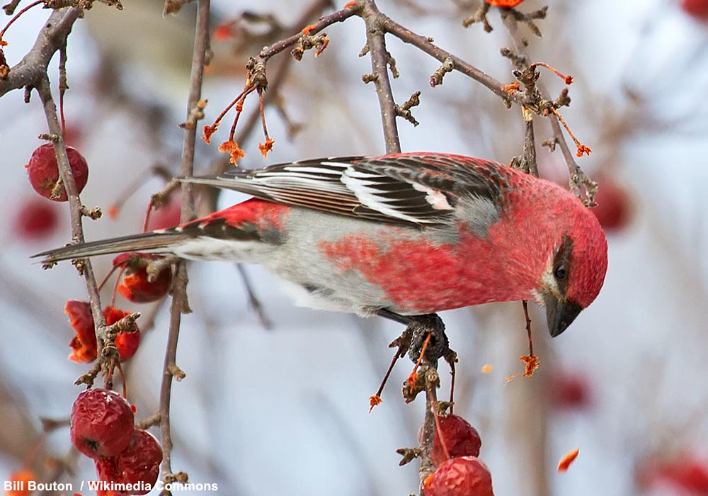 Durbec des sapins (Pinicola enucleator) mâle