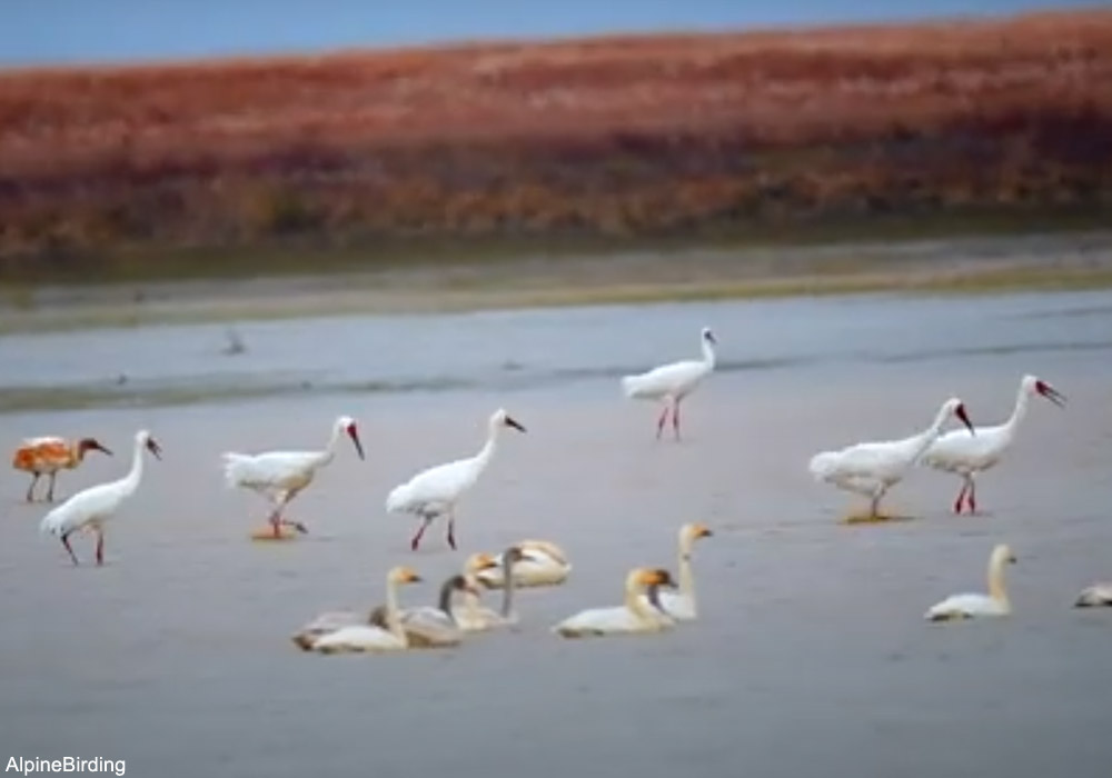 Grues de Sibérie (Grus/Leucogeranus leucogeranus)