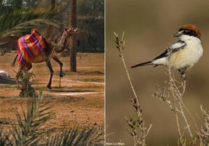 Dromadaire (Camelus dromedarius) dans une oasis au Maroc et Pie-grièche à tête rousse (Lanius senator) en France