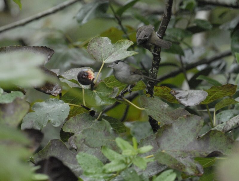 Fauvette à tête noire mâle