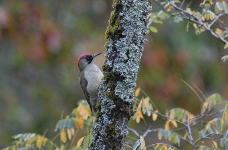 Pic vert dans mon jardin