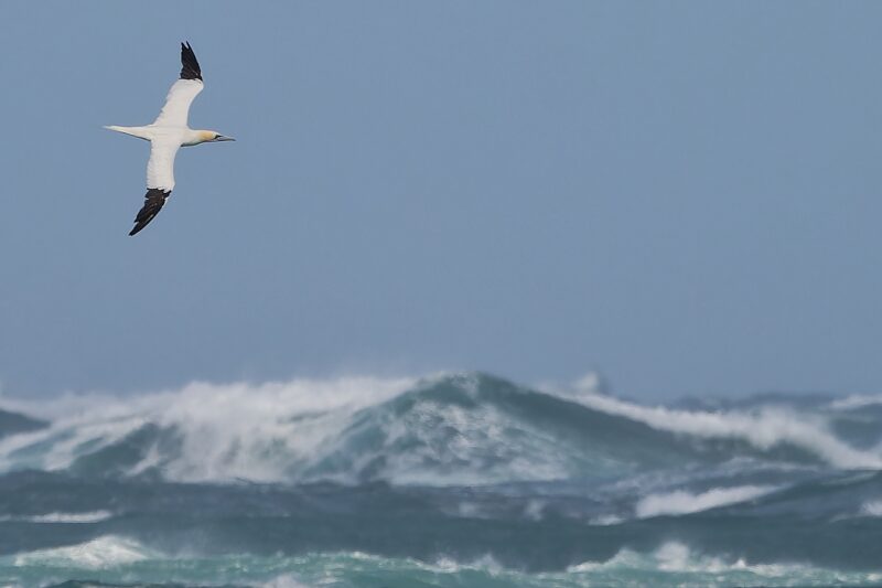 Fou de Bassan survolant le Raz Blanchard