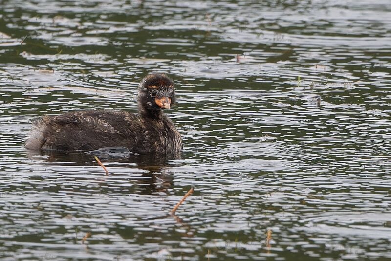 Grèbe castagneux immature