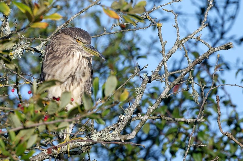 Bihoreau gris en Grande Brière