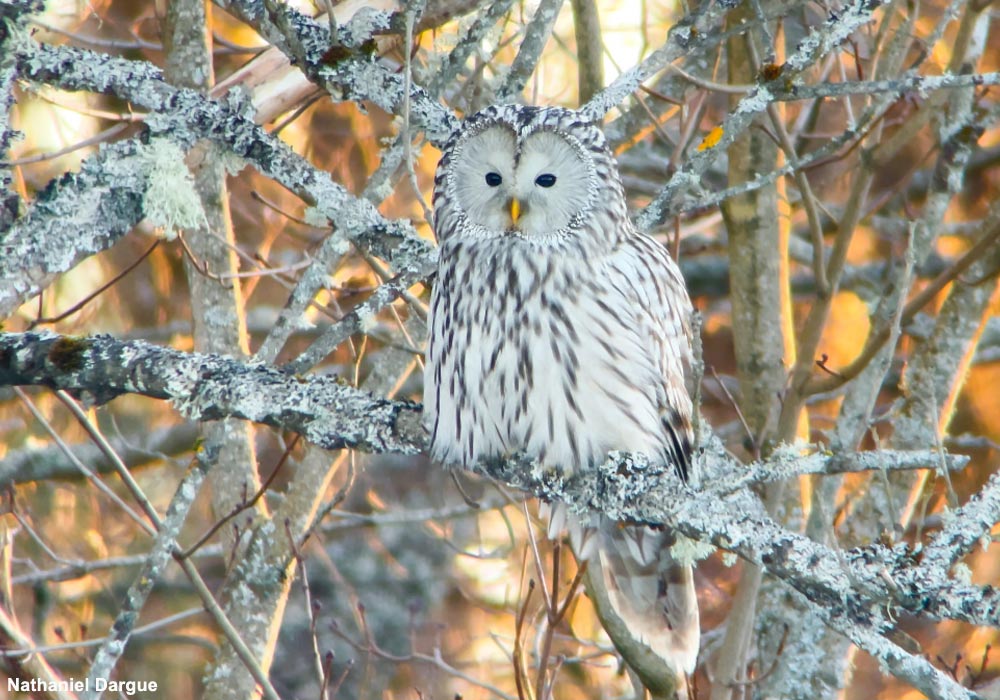 Chouette de l'Oural (Strix uralensis)
