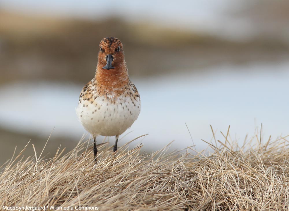 Bécasseau spatule (Calidris pygmeus) adulte nicheur