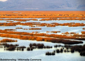 Massifs de Scirpes totoras (Schoenoplectus totora) Massifs de Scirpes totoras (Schoenoplectus totora)
