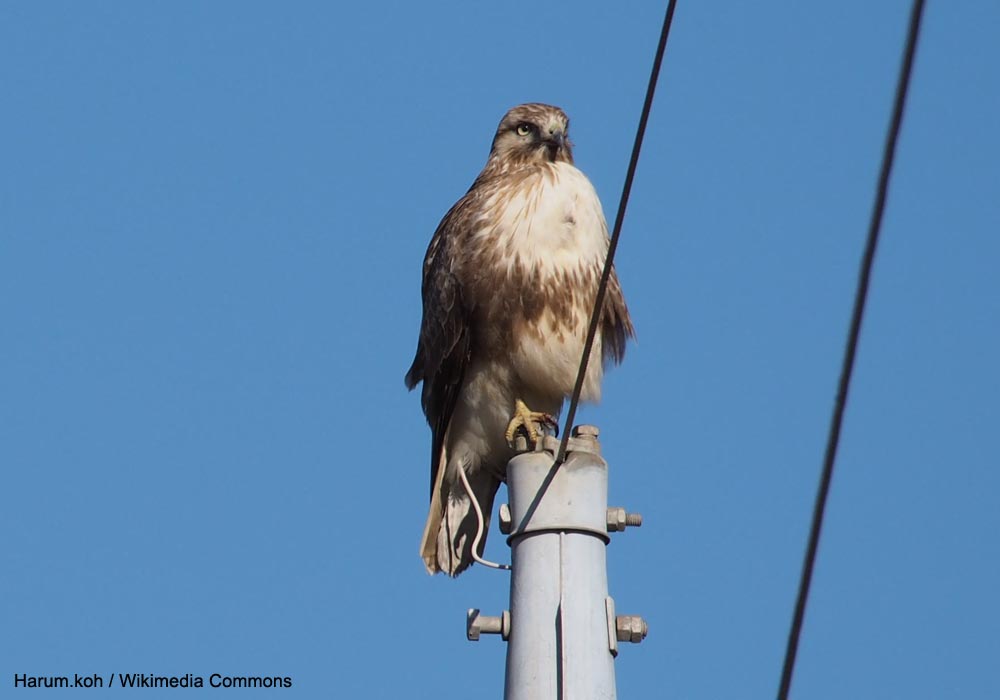 Buse du Japon (Buteo japonicus) de la sous-espèce nominale