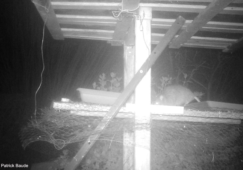 Rat surmulot ou brun (Rattus norvegicus) se nourrissant de nuit sur une mangeoire malgré la pose d'un grillage