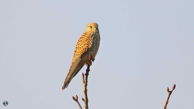 Faucon crécerelle femelle à l&rsquo;affut