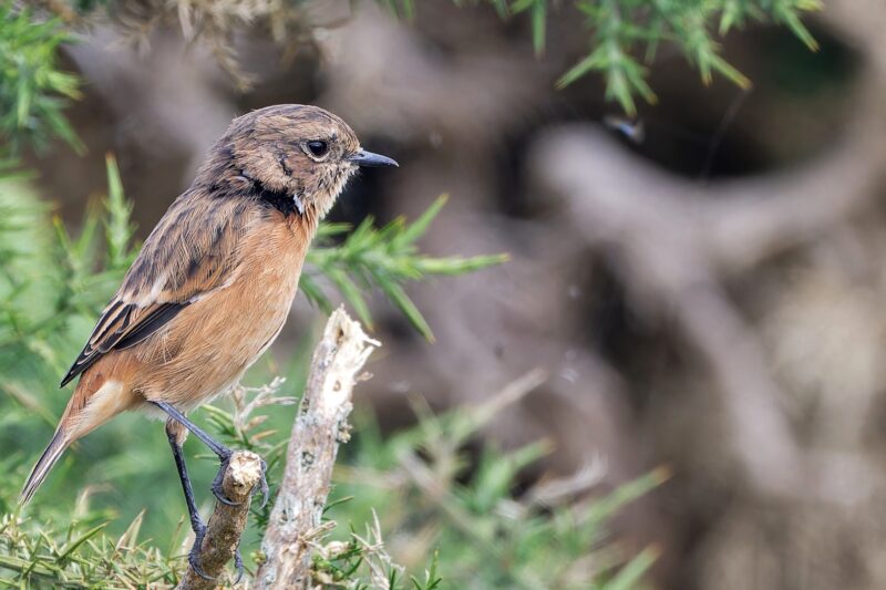 Tarier pâtre femelle