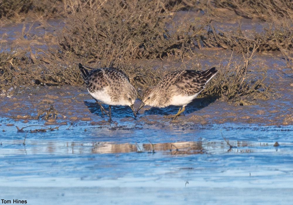 Bécasseaux minute et minuscule