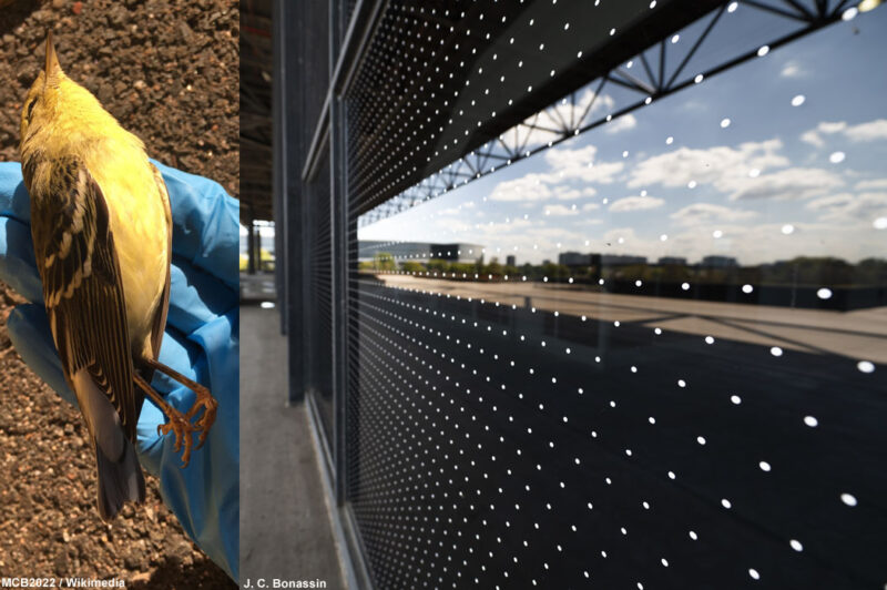Un exemple d’un grand bâtiment ayant réussi à diminuer drastiquement le nombre de collisions d’oiseaux contre ses baies vitrées