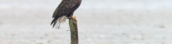 Pygargue à tête blanche (Haliaeetus leucocephalus)