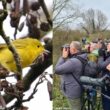 La Paruline jaune découverte en Grande-Bretagne en décembre 2024 a-t-elle traversé l’océan Atlantique à bord d’un méthanier ?