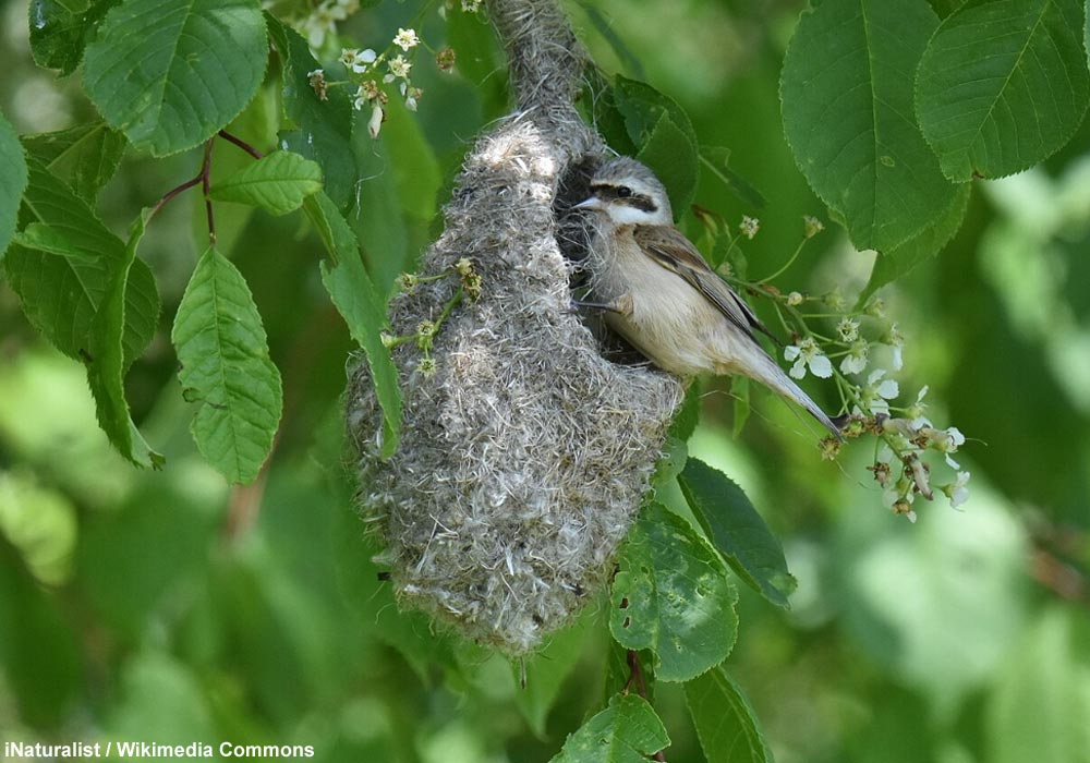 Rémiz de Chine (Remiz consobrinus)